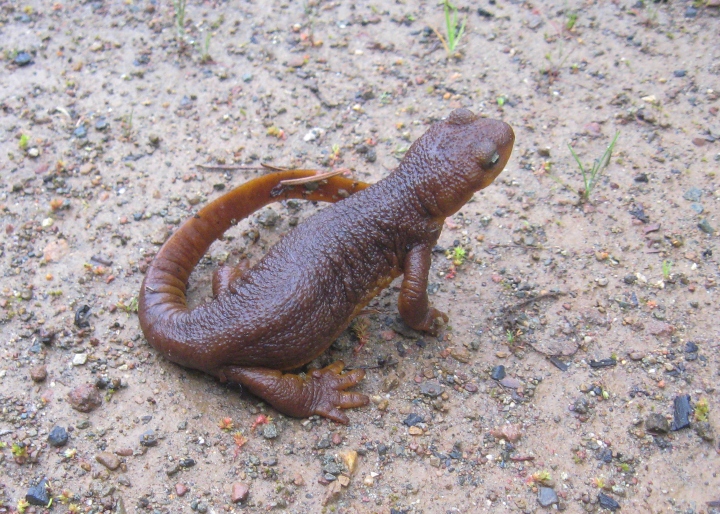 California Newt